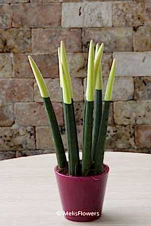 Sansevieria Serisi Sarı