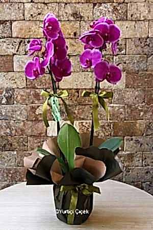 Double Branched Purple Orchid