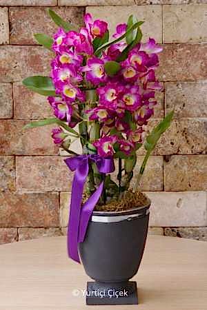 Dendrobium Fragrant Orchid 3