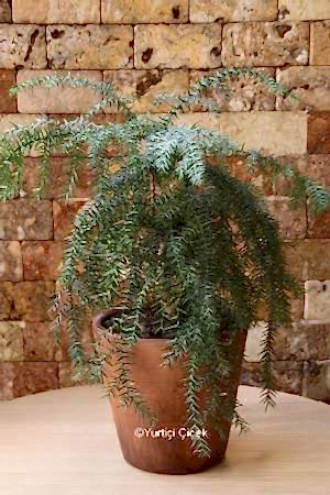 Araucaria Çam Bonsai Ağacı