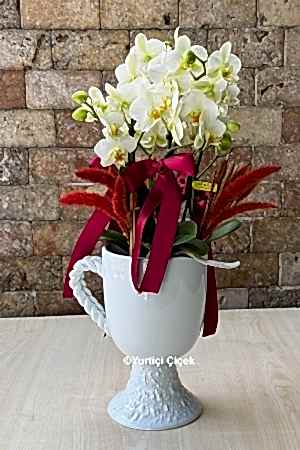 Bugetto Orchid Series 2