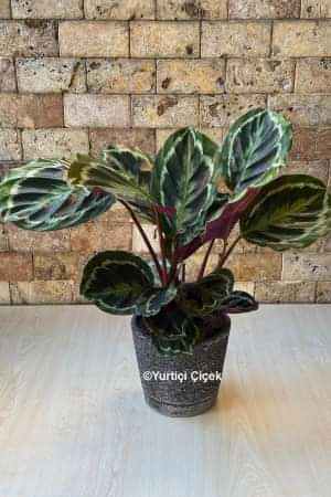 Calathea Serisi 2