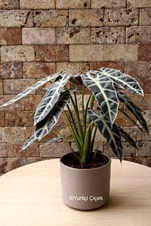 Calathea Series 8