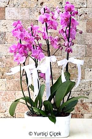 4 Branch Purple Orchid