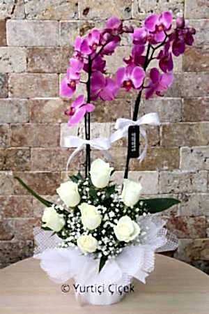 Purple Orchid Series 1