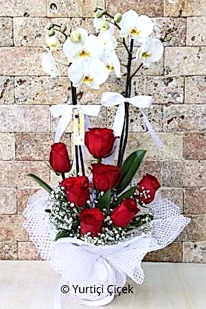 White Orchid Series 2