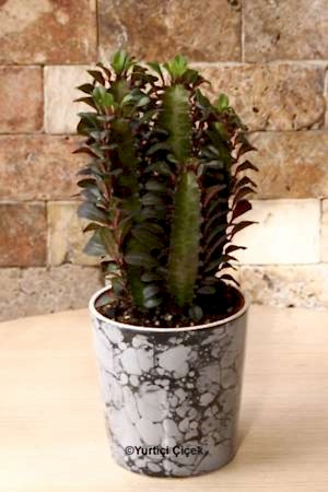 Euphorbia Rubra Cactus 1