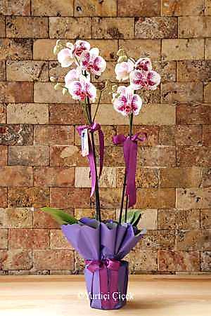 Lilac Dalmatian Orchid