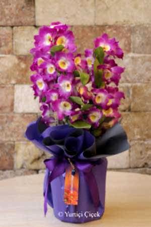Dendrobium Fragrant Orchid 1