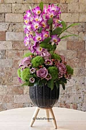 Dendrobium Fragrant Orchid 2