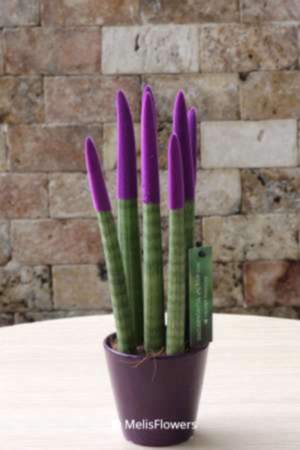 Sansevieria Serisi Mor