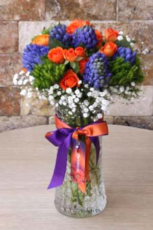 Hyacinth Series 8