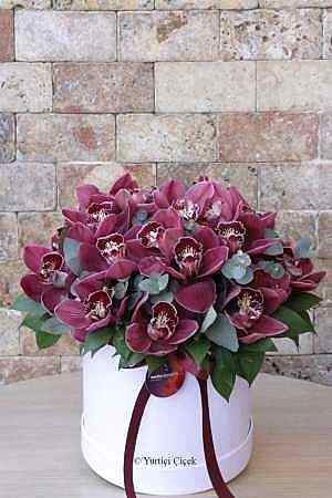 Cymbidium Series 2