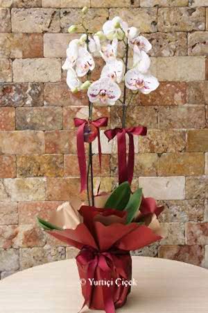 White Dalmatian Orchid