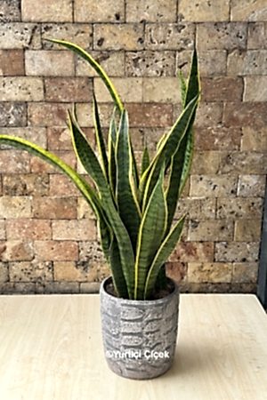 Sansevieria Trifasciata Plant - 2