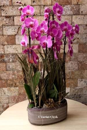 4 Branched Boutique Purple Orchid