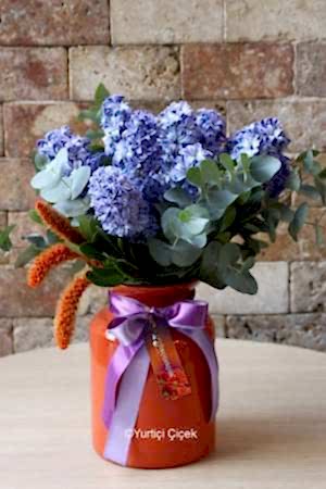 Hyacinth Series 1