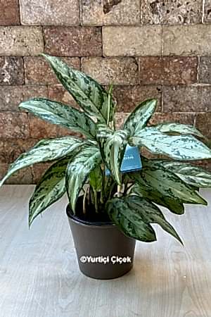 Aglaonema Plant