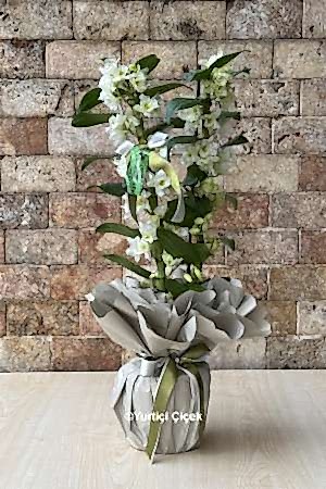 Dendrobium Fragrant Orchid 6