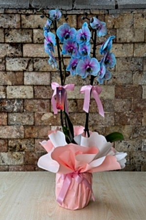 Boutique Blue Orchid