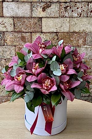 Cymbidium Series 1