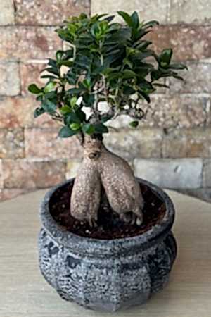 Bonsai Ağacı 7