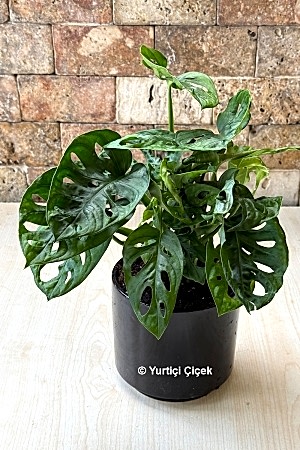 Monstera Series 1
