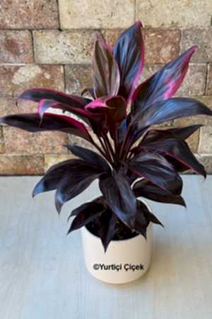 Cordyline Tango Series 1