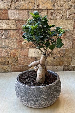 Bonsai Ağacı 3