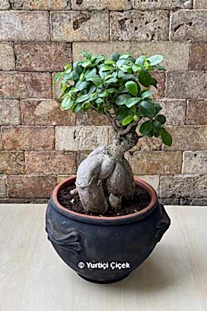 Bonsai Ağacı 5