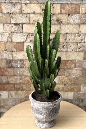 Euphorbia Acruensis Kaktüs 1