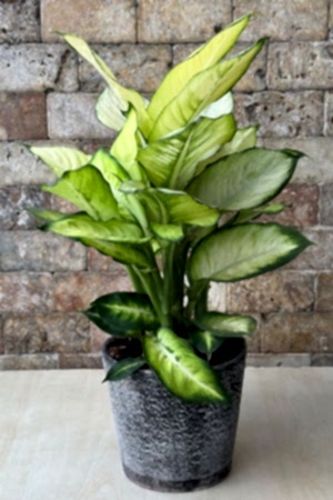 Camilla Dieffenbachia