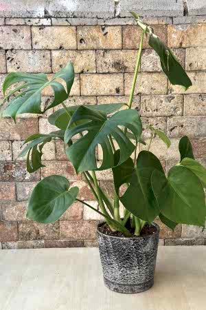 Monstera Series 2