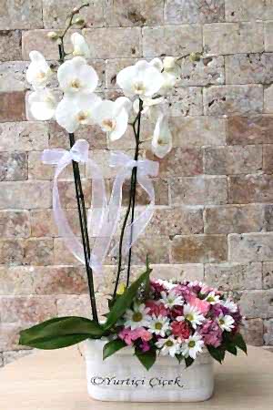 White Orchids and Seasonal Flowers