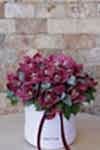 Cymbidium Orkide